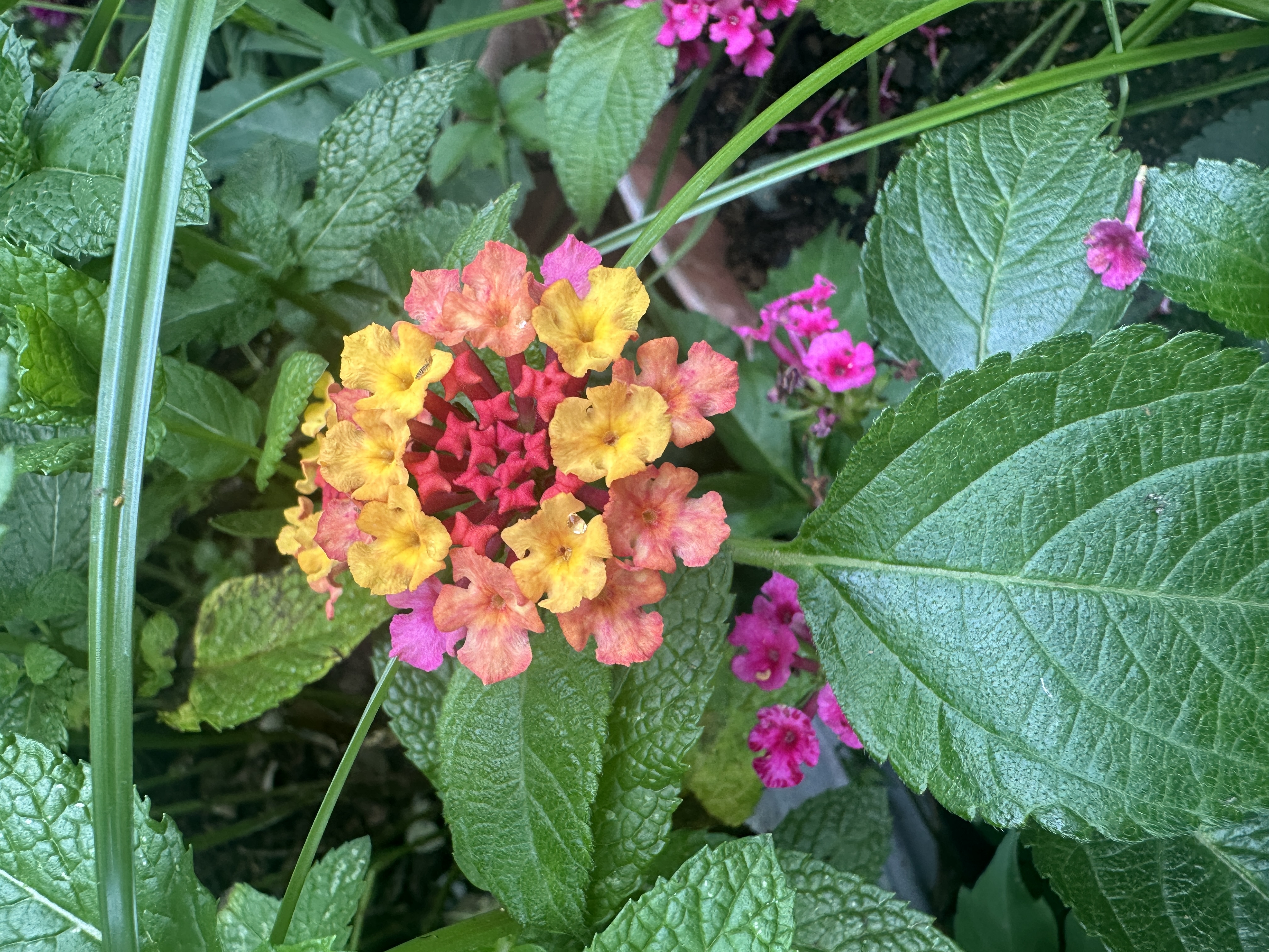 Rainbow Garden